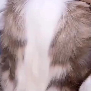 Cocopet Cat Comb Sikat Kucing Self Cleaning Pet Hair Remover Comb Pet Dog Brush Cat Grooming Tools