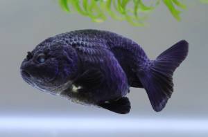 Black lionchu/ baby  (2 ~4/5inci/黑寿星2寸~4/5寸