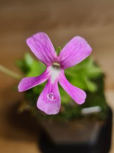 Pinguicula Sethos [Butterwort Pinguicula][Carnivorous Plants][GILAGARDEN]