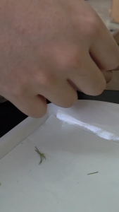 【Bomuchi】USA Timothy Hays Premium 1kg/500g Rabbit G.Pig Chinchilla Marmot & Small Animal