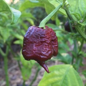 5 BIJI BENIH CABE SUPER PEDAS PURPLE CAROLINA REAPER