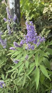 ต้นไวเท็กซ์/ Chaste Berry/ไวเท๊กซ์ แอกนัส แคสตัส (Vitex) (Vitex Agnus-Castus) ราคา 690 บาท   เป็นไม้โตไวและชอบแดดจัดคะ ไม้ดอกเลี้ยงง่ายมากคะ ต้นไม้ชนิดนี้สวนเคยนำเข้ามาทดรองปลูกเมื่อปีก่อน  ชอบที่เค้าเลี้ยงง่ายและทนร้อนได้ดีมาก และยังทนแล้ง มีดอกให้ชมง่าย