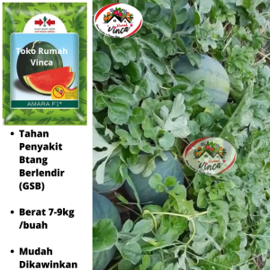 Bibit benih Semangka Bulat Non Biji AMARA F1 25 butir Cap Panah Merah