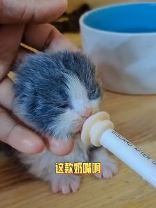Kumil Miracle Nipple - Dot Pentil Minum Susu Kitten Anak Bayi Kucing Anjing Kelinci Hamster Burung