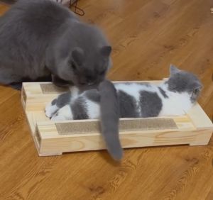 Boutique Solid Wood Pet Short-Legged Cat Planting Public Borrowing with Wooden Frame Pedal Tool with Cat Handy Gadget with Cat Climber Cat Scratch Board