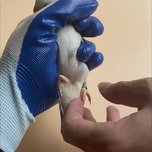 VOA | Bird Leg Band Removal Pliers