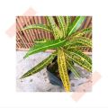 (GG real plant) long thin puding ^ pokok hidup live outdoor plant tumbuhan kebun bunga daun kuning hijau. 