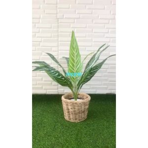Pohon Artificial Daun Aglonema Hijau Strip X12 Semilatex Cover Anyaman Rotan Bulat Dekorasi Ruang Tamu