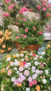 Hoa Mười Giờ Màu Vàng Mật Ong Màu Mới 0867777377