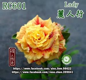 Adenium Kemboja Bonsai ID:Rc 601/富贵花