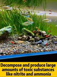 ✨Big savings✨Nitrifying bacteria for aquarium 2.5L Nitrifying bacteria