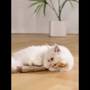 【Pet BHQ】ไม้มาทาทาบิ ขัดฟันแมว มาทาบิ สำหรับแมว แคทนิปญี่ปุ่น ไม้แมวเมา ไม้แปรงฟันแมว