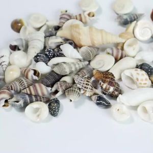 1 Box Sea Shell Spiral Shell Tiny Ocean Spiral Seashell Conch Crafts Aquarium Decoration Landscaping Accessory Photography Props