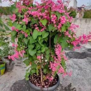 TANAMAN HIAS AIR MATA PENGANTIN / TANAMAN RAMBAT AIR MATA PENGANTIN