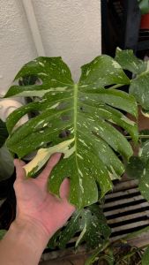 Monstera Thai constellation L size Thai Con Indoor plants | The Plant Project