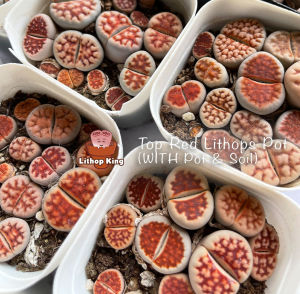 Lithops karasmontana Top Red Lithops Living Stone Plant Big Size 3-4 Years Malaysia Succulent Shop 【一物一拍】优选3-4年红窗玉生石花