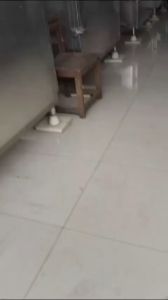 Kozma Black Garlic Botol 100 gram Bawang Hitam Tunggal Lanang qualitas Premium