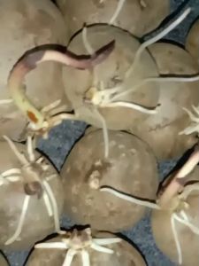 Bibit Umbi Kentang Gantung Siap Tanam Per Bibit/ Buah
