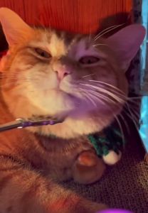 GATA Cat Toy Metal Scratcher Extendable RANDOM colour Pet Massage Fun Claw Mainan Kucing