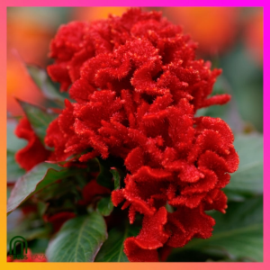 SeedsPLAZA™ - Cockscomb Palong Manok Seeds for Planting (10 Seed) incl. Instruction for Palong-manok Celosia