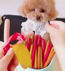 Pet Sausage Cat Dog Treats Pet Food Healthy Pet Hotdog New High Quality Safe Hot Sale Dog Treats15G