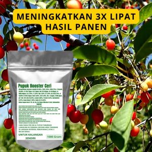 Pupuk Booster Ceri Pelebat Organik Cepat Berbuah Lebat Besar Anti Rontok Pembesar Ceri
