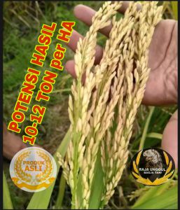 BENIH BIBIT PADI 1 Kg CIBATU 06 SUPER UNGGUL