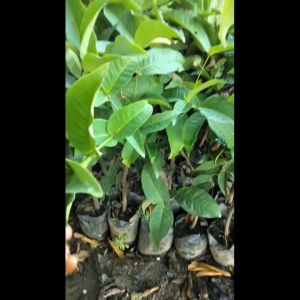 Bibit Jambu Air Kancing Super Okulasi