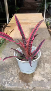 Cây Dứa Hồng Phụng - Tổng thể tầm 20-30 cm - Màu sắc đặc biệt!