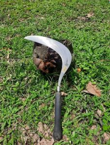 ARIT SABIT RUMPUT- COD BAYAR DITEMPAT