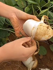 Singkamas Seeds (10seeds) - Turnip Seeds
