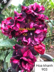 Adenium Kemboja Bonsai ID:903/富贵花