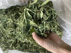 Lá cỏ ngọt 100g (nguyên lá không cành) thượng hạng