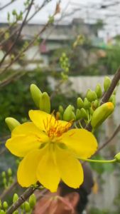 Fuji Phân bón Siêu to bông mai Big Flower tạo bông chùm hạn chế rụng nụ rụng cánh FJ_06 888