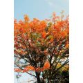 Fire tree/ Flame tree Delonix regia seedlings. 