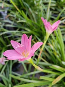 บัวดินสีชมพู กระถาง 8 นิ้ว ต้นสวย (กทม)