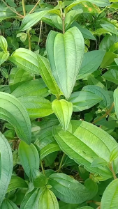 Daun Harendong Segar / Daun Harendong Senggani Seduduk Obat Herbal Alami