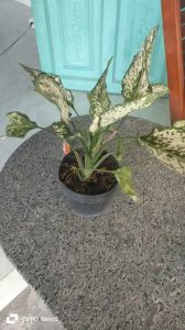 CÂY NGỌC NGÂN. CÂY MAY MẮN THỊNH VƯỢNG. 1 CÂY