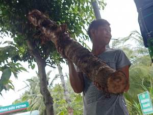 Củ bạc hà núi già lâu năm hàng tuyển 5kg