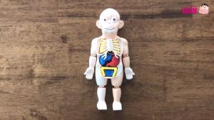 Model ร่างกายมนุษย์ 💓ฟรี! หนังสือ+การ์ด ของเล่นแนววิทยาศาสตร์ โมเดล human body ระบบร่างกายมนุษย์ KidMaster