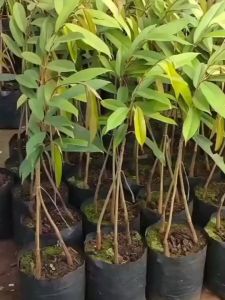 PAKET 3 Bibit Buah Durian Musangking Kaki 3 Super Genjah