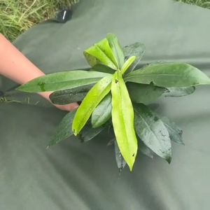 ผ้าคลุมดินเกรดพิเศษ สีดำ-สีเขียว ขนาด 1x1 m. หนา 70-100 แกรม ผ้าคลุมหญ้า ผ้าคลุมวัชพืช🌿น้ำซึมผ่านได้ดี ทนทานใช้งานได้นาน by Baskoro