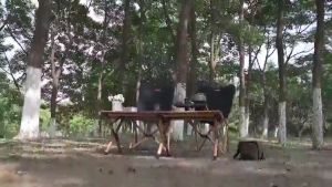 Folding Camping Table Camping Table Outdoor Portable Light Weight BBQ Aluminium Picnic Table--野营桌