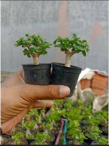 sancang sito bahan prospek