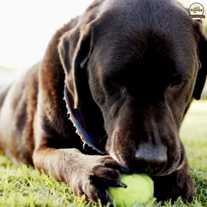 Prowild โปรไวลด์ ออริจิน เว็ทแลนด์ สูตรเนื้อเป็ด อาหารสุนัขโตและสุนัขสูงวัย/ทุกสายพันธุ์ 15 kg