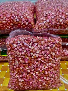 1 KG BENIH JAGUNG NK 212  SIAP TANAM f2