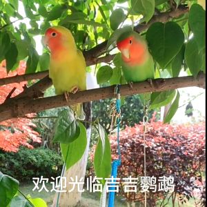 CoralCove สายจูงนก เชือกนก สายคล้องขานก นกแก้ว กลางแจ้ง ป้อนกันนกหลุด ใช้กับห่วงขานก ห่วงชื่อนกได้ หงษ์หยก ฟอพัส เลิฟเบิร์ด ซันคอนัวร์ แขกเต้า