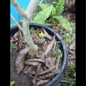 Bibit Bunga Kantil Kuning / Cempaka Kuning Murah