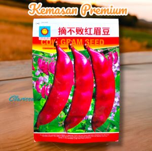 (KEMASAN PREMIUM) BIJI/BENIH KACANG KORO UNGU (Isi -+ 15 Butir)