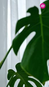 SiamLatex ท็อปเอร์ยางพารา รุ่น Airry เย็นสบาย ระบายอากาศได้ดี ม้วนเก็บได้ ลดอาการปวดหลัง ขนาด 3 / 3.5 / 5 / 6 ฟุต